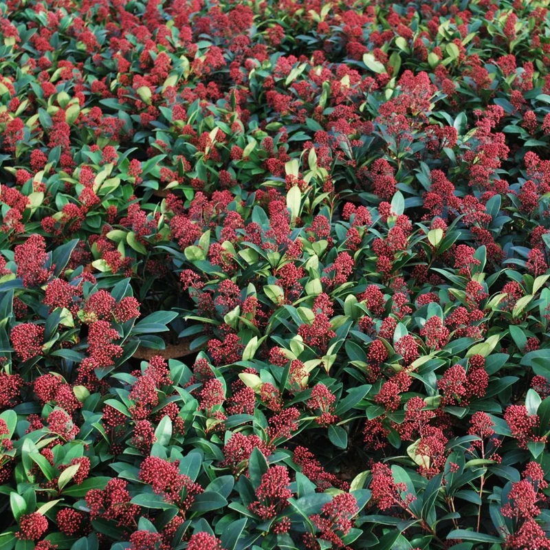Skimmia 'Rötel'