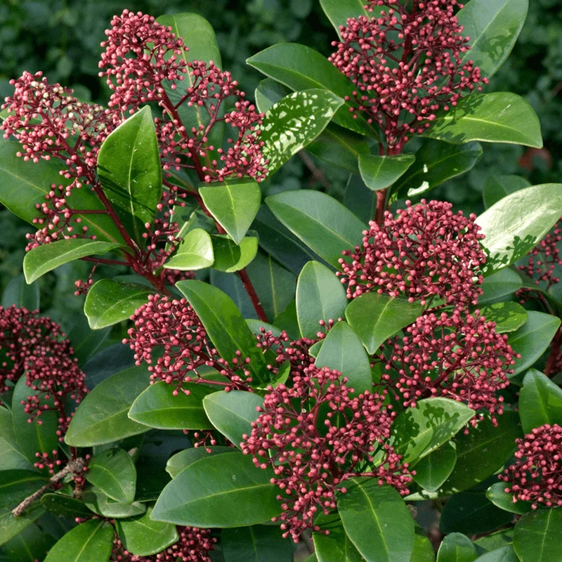 Skimmia 'Rötel'