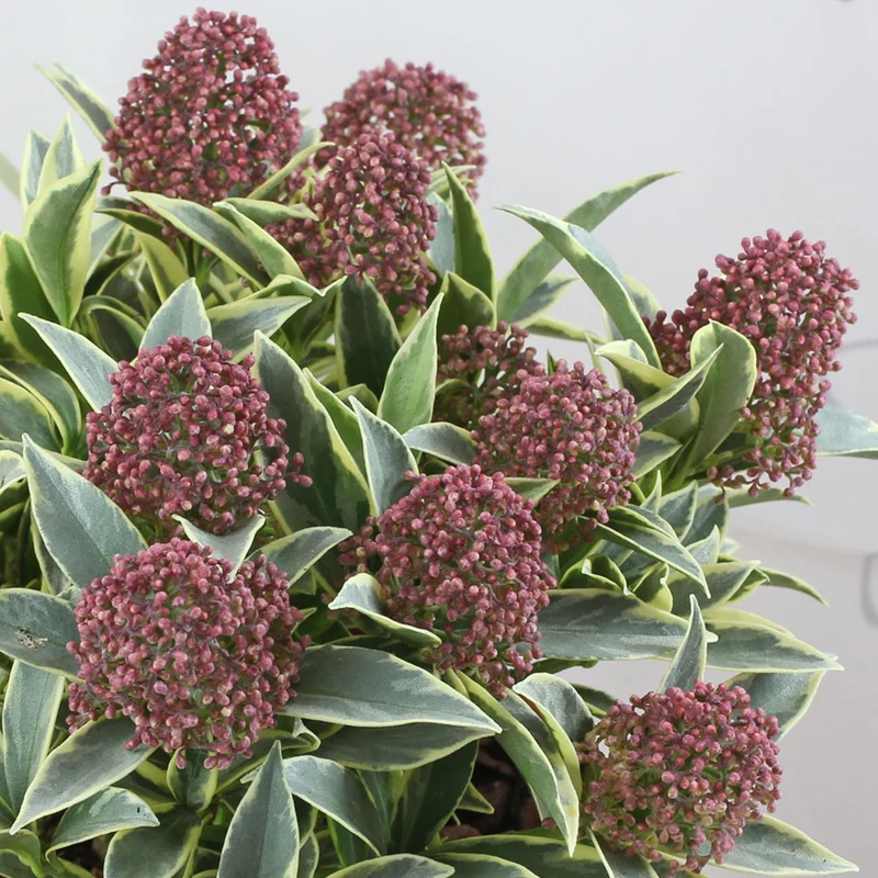 Skimmia 'Magic Marlot'