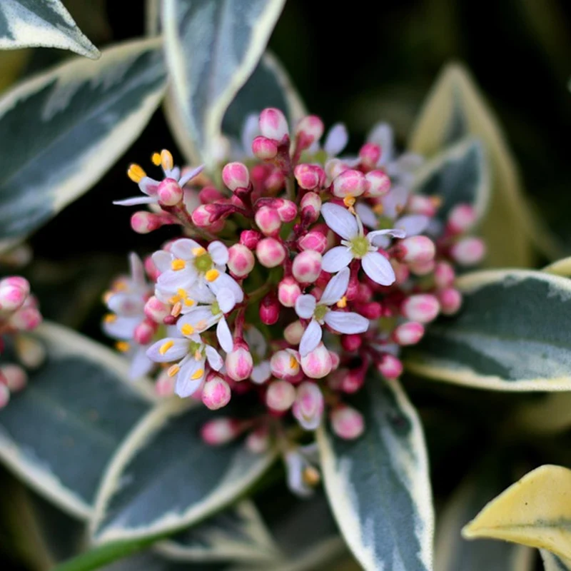 Skimmia 'Magic Marlot'