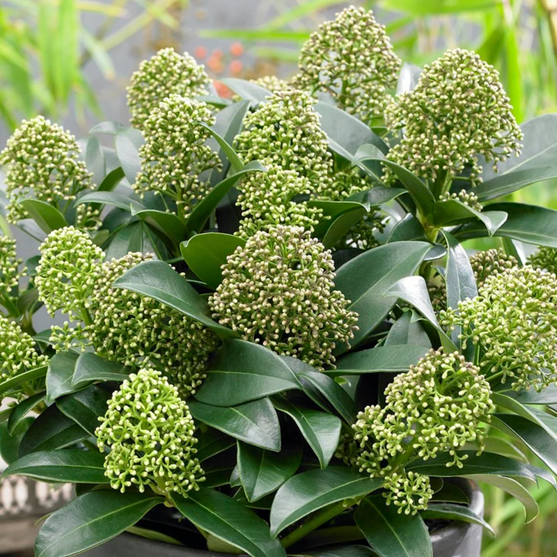Skimmia 'Duftende Wolke'