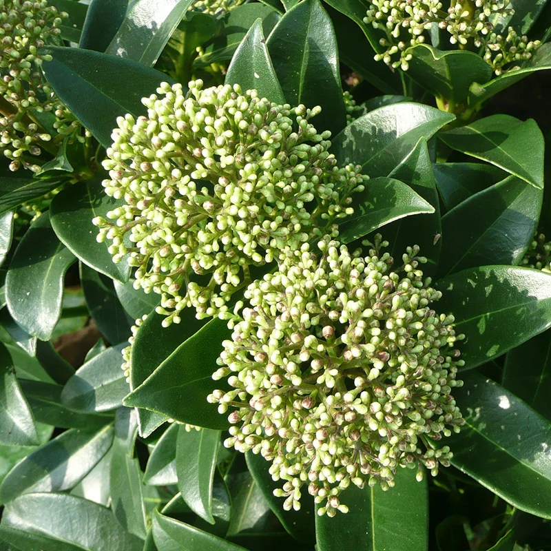 Skimmia 'Duftende Wolke'