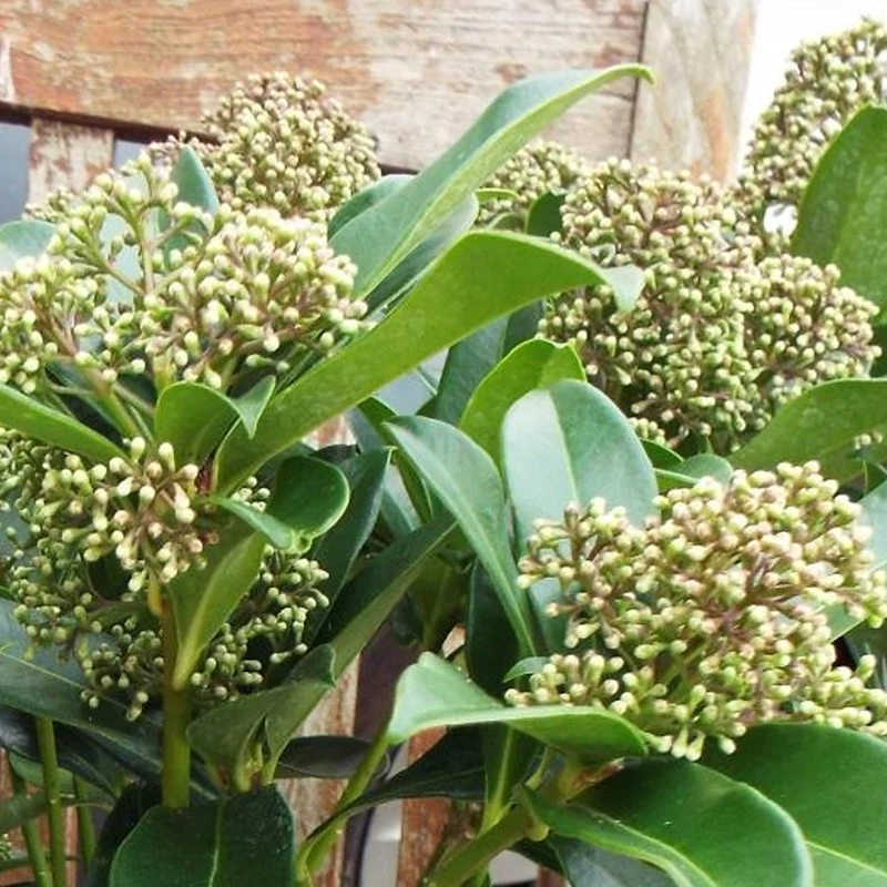 Skimmia 'Duftende Wolke'
