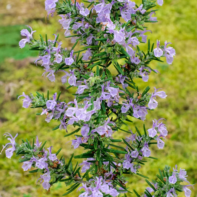 Rosmarin 'Miss Jessopp's Upright'