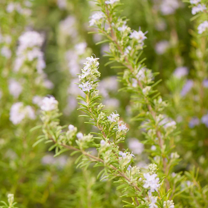 Rosmarin 'Miss Jessopp's Upright'