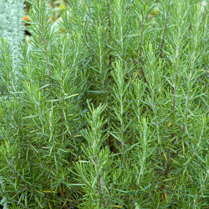 Rosmarin 'Miss Jessopp's Upright'