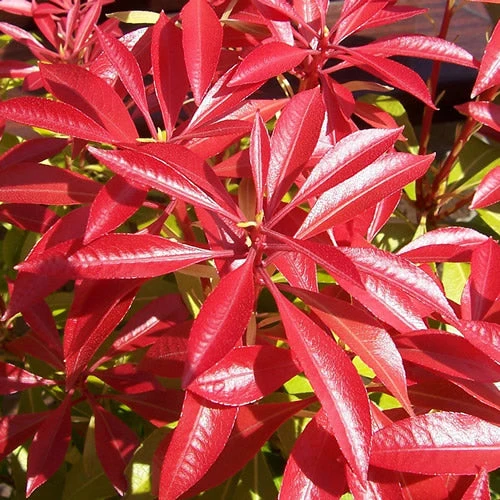 Pieris 'Waldflamme'