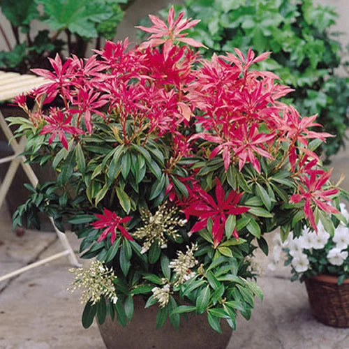 Pieris 'Waldflamme'