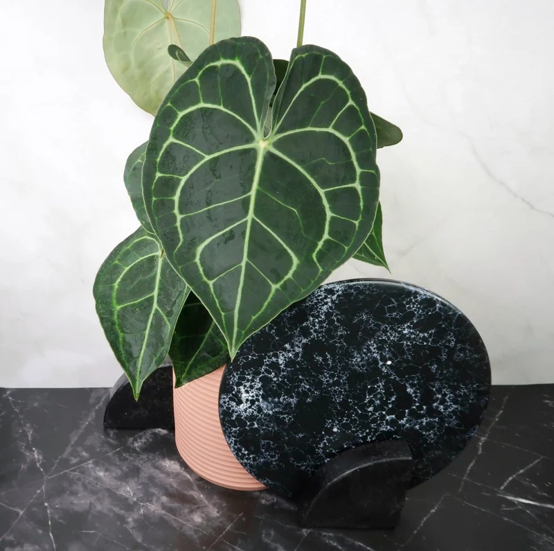 ANTHURIUM CLARINERVIUM