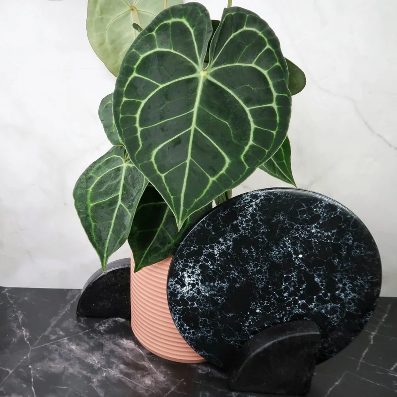 ANTHURIUM CLARINERVIUM