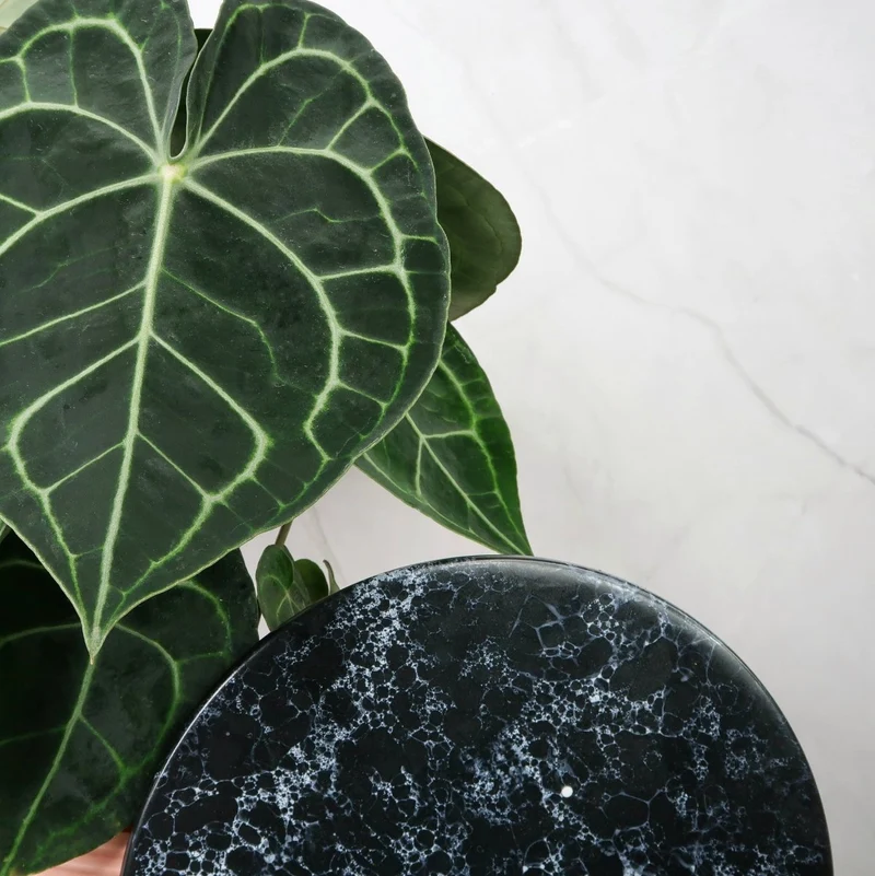 ANTHURIUM CLARINERVIUM