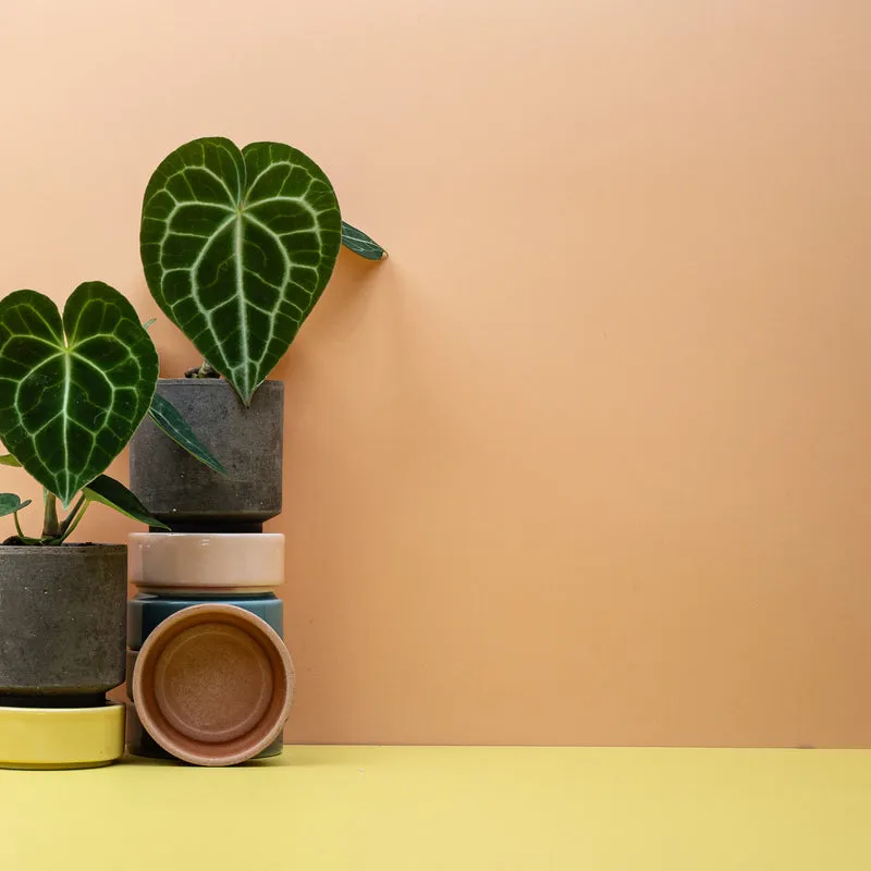 ANTHURIUM CLARINERVIUM