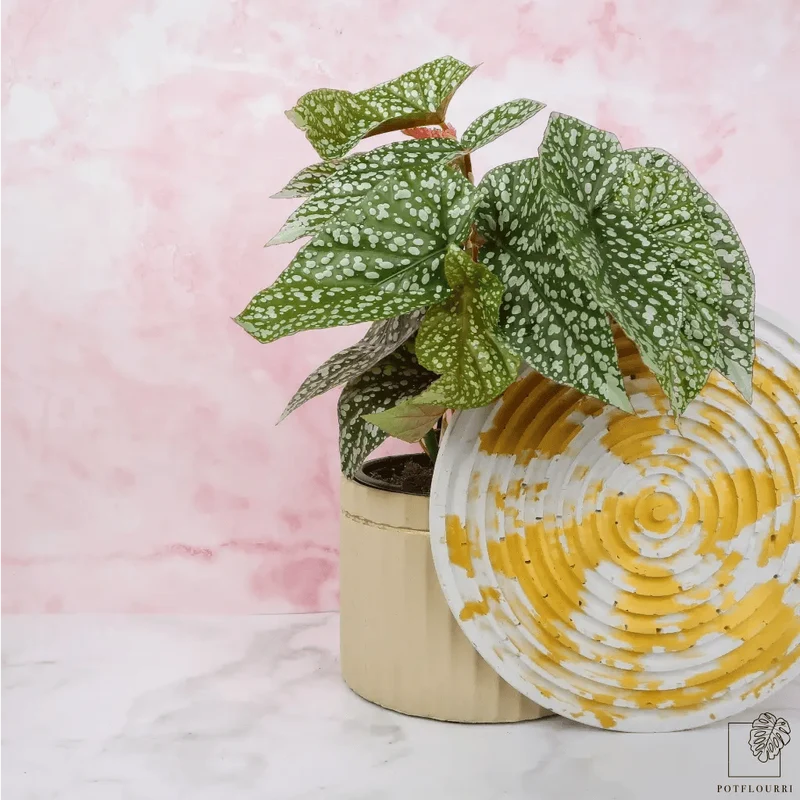 BEGONIA SNOWCAP