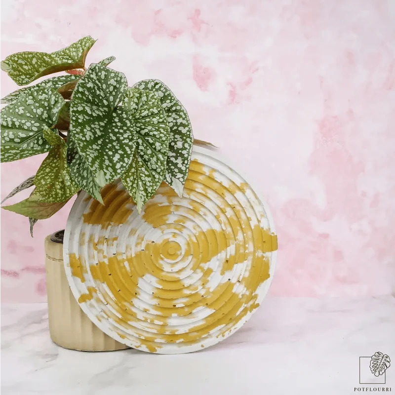 BEGONIA SNOWCAP