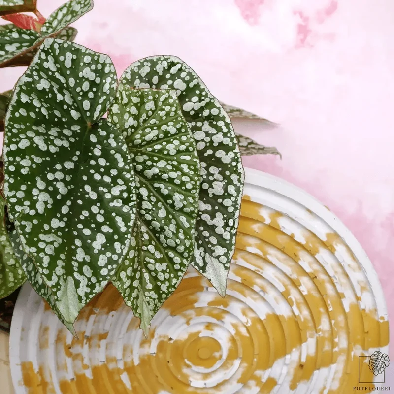 BEGONIA SNOWCAP