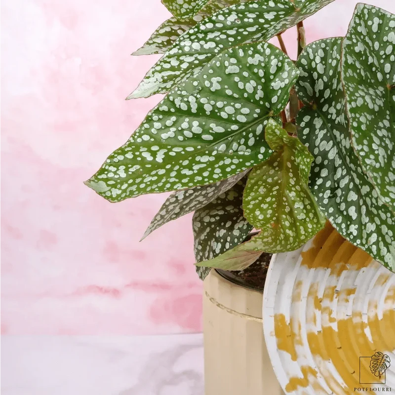 BEGONIA SNOWCAP