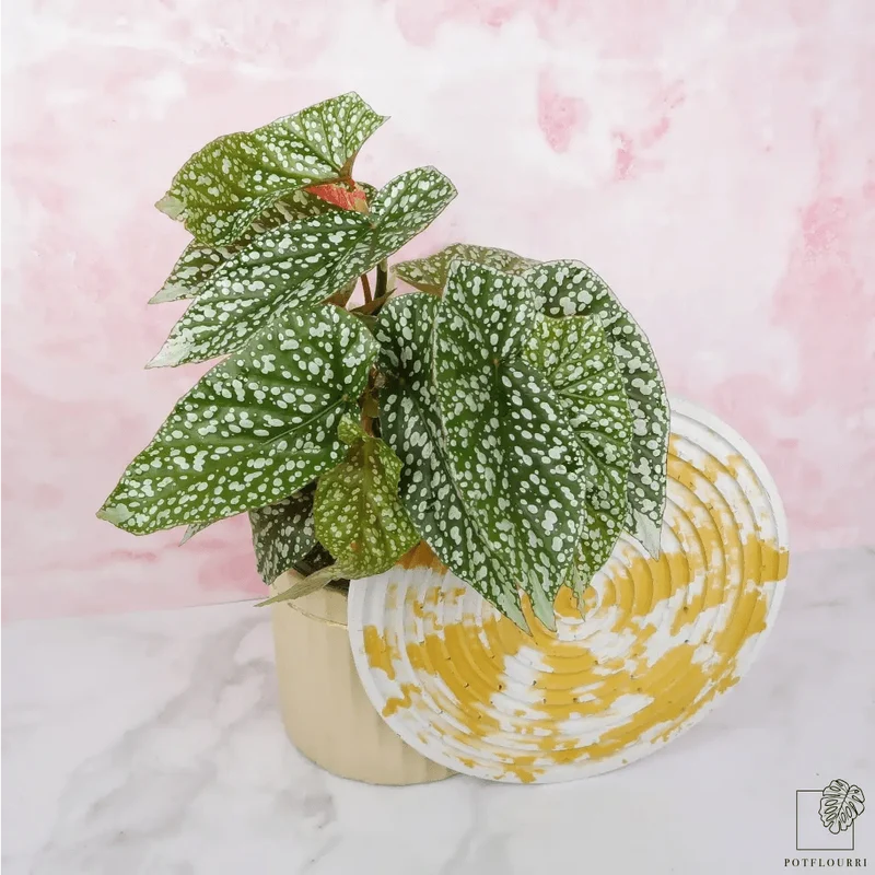 BEGONIA SNOWCAP