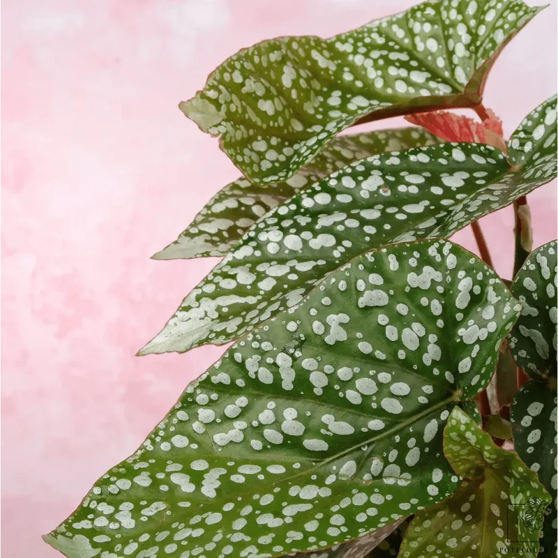BEGONIA SNOWCAP