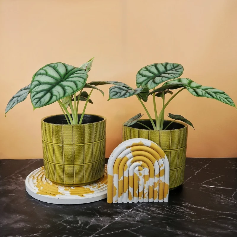 ALOCASIA SILVER DRAGON