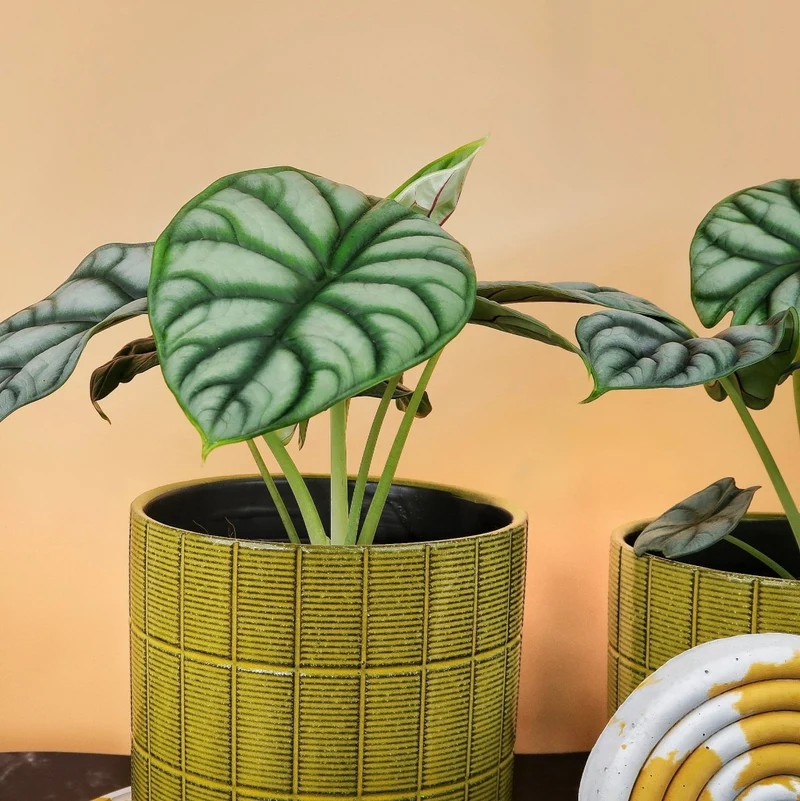 ALOCASIA SILVER DRAGON