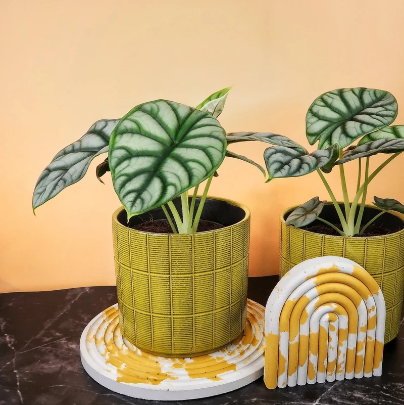 ALOCASIA SILVER DRAGON