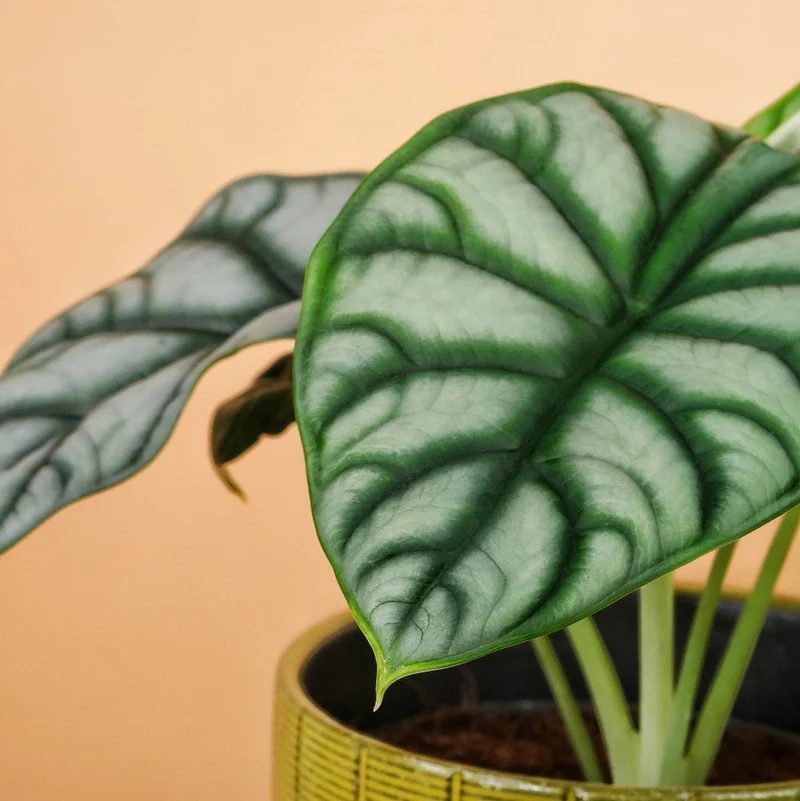 ALOCASIA SILVER DRAGON