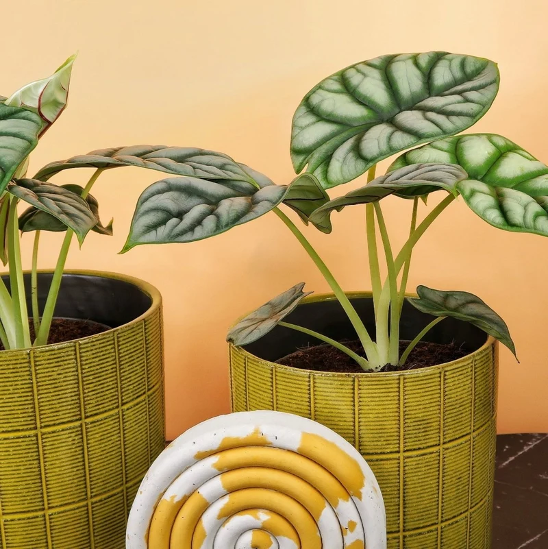 ALOCASIA SILVER DRAGON