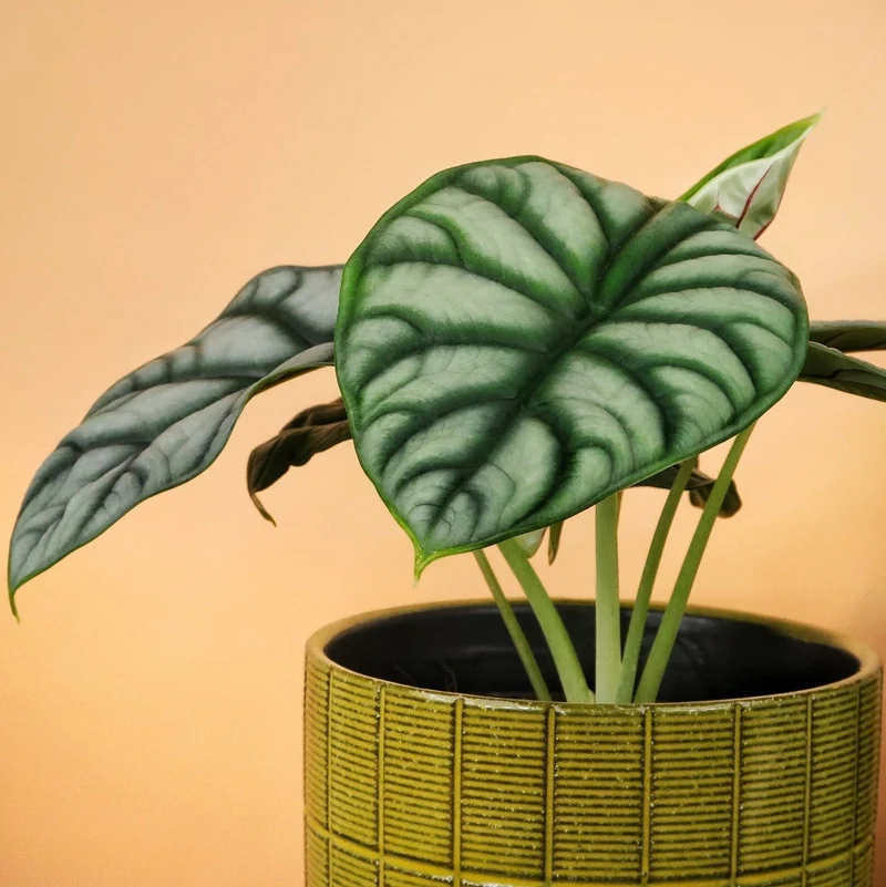 ALOCASIA SILVER DRAGON