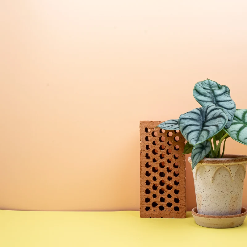 ALOCASIA SILVER DRAGON