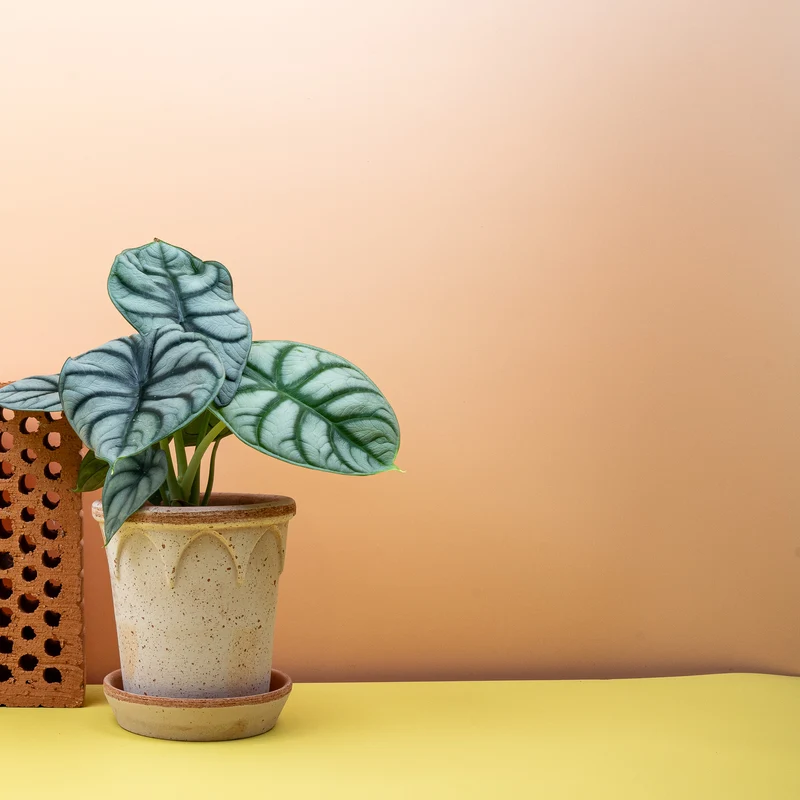 ALOCASIA SILVER DRAGON