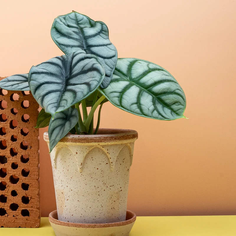 ALOCASIA SILVER DRAGON