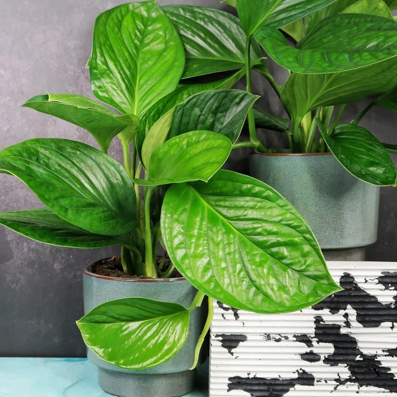 MONSTERA PINNATIPARTITA