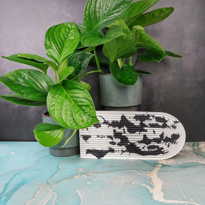 MONSTERA PINNATIPARTITA