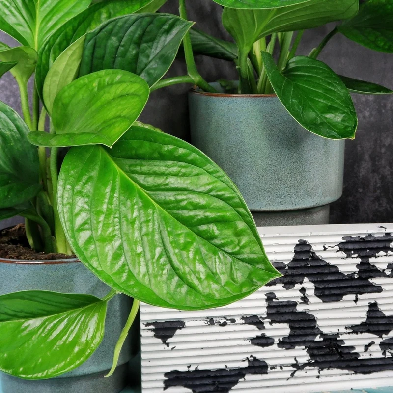 MONSTERA PINNATIPARTITA