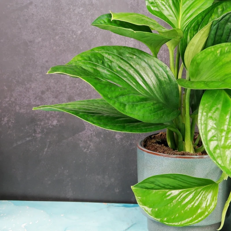 MONSTERA PINNATIPARTITA
