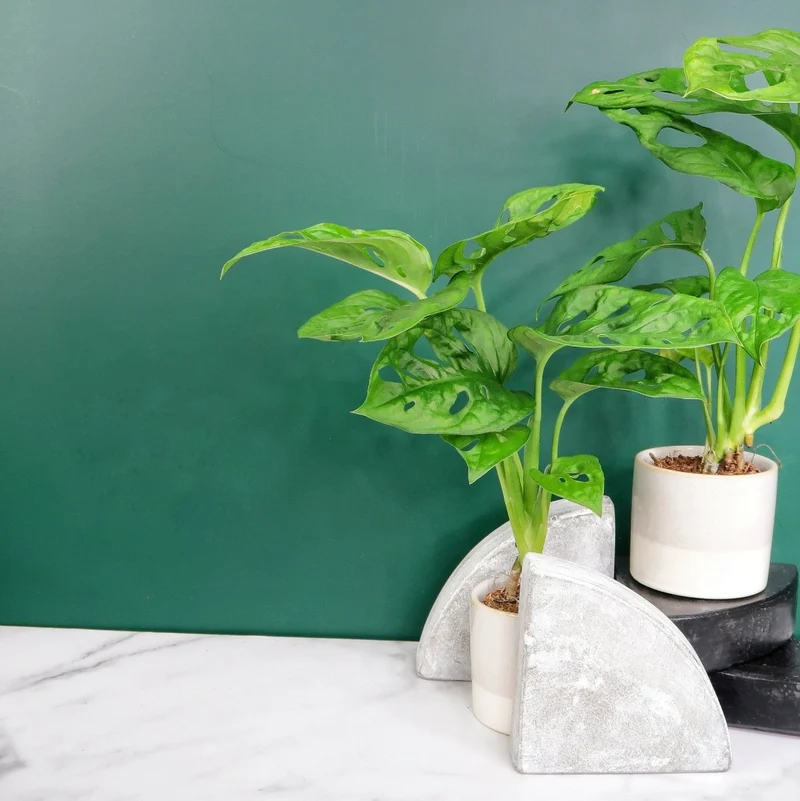 MONSTERA ADANSONII