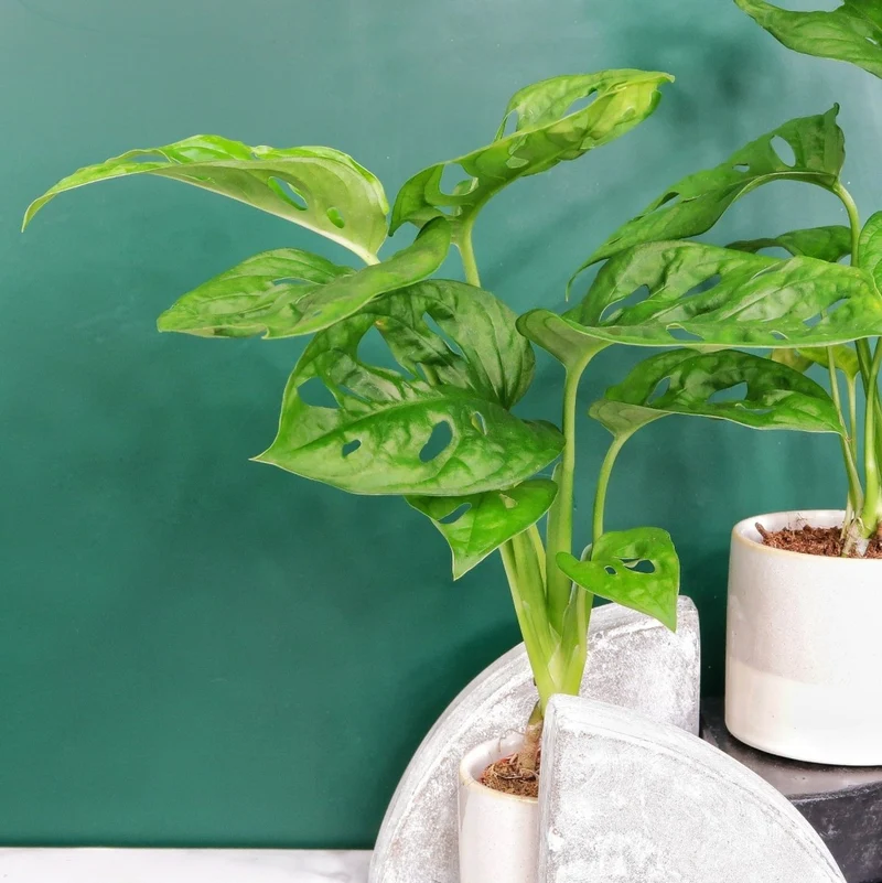MONSTERA ADANSONII