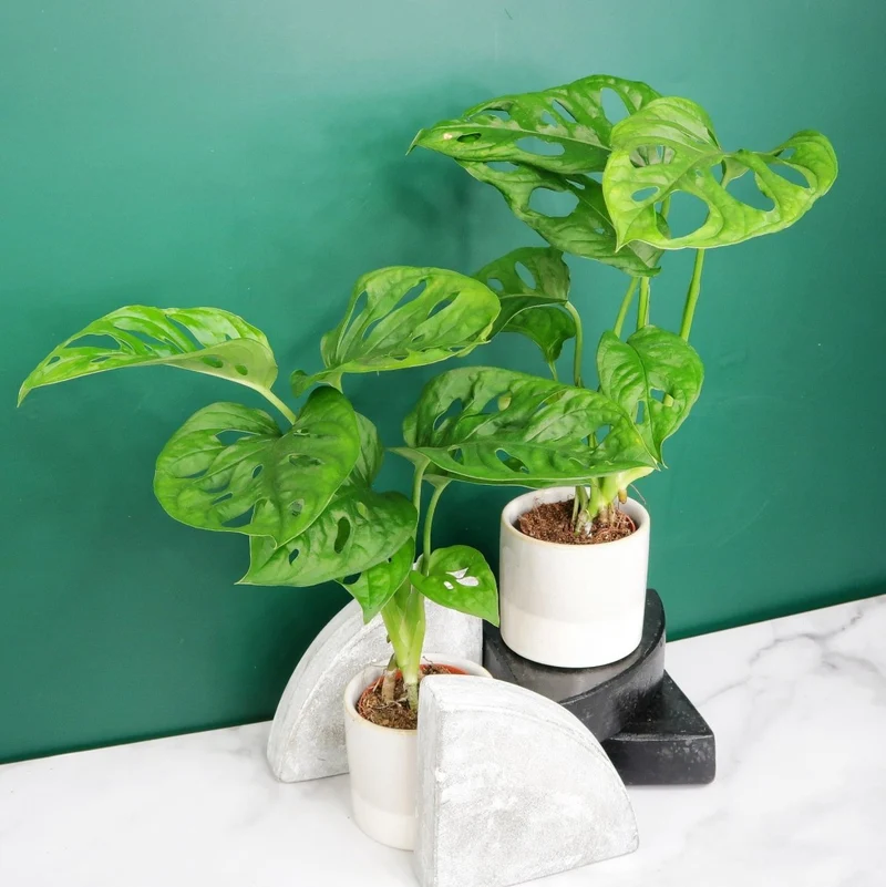 MONSTERA ADANSONII