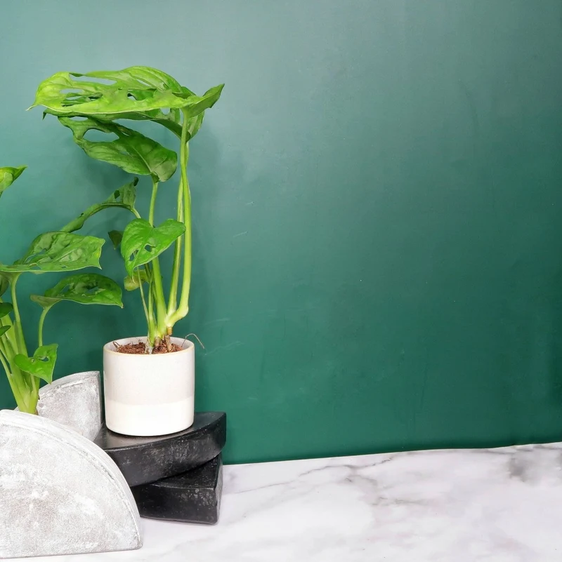 MONSTERA ADANSONII
