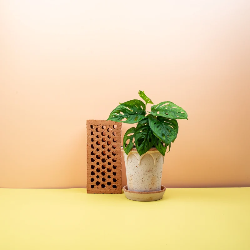 MONSTERA ADANSONII