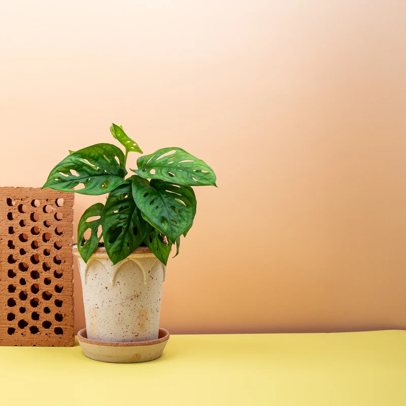 MONSTERA ADANSONII