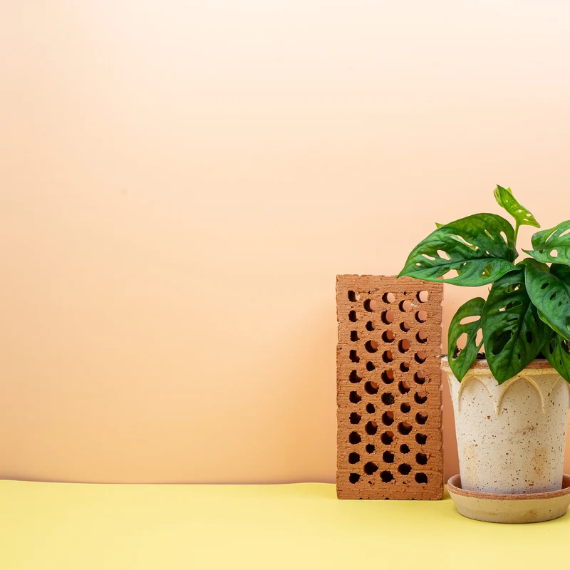 MONSTERA ADANSONII