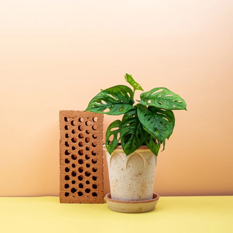 MONSTERA ADANSONII