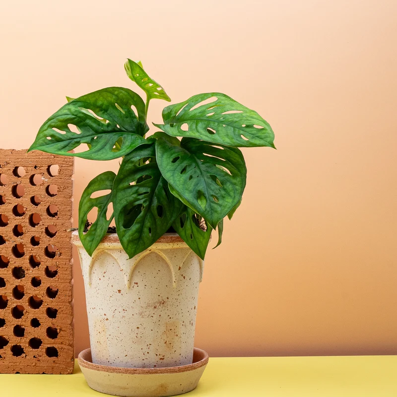 MONSTERA ADANSONII