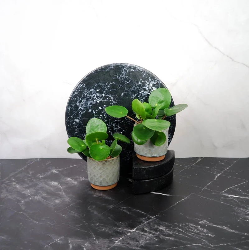 PEPEROMIA PILEA