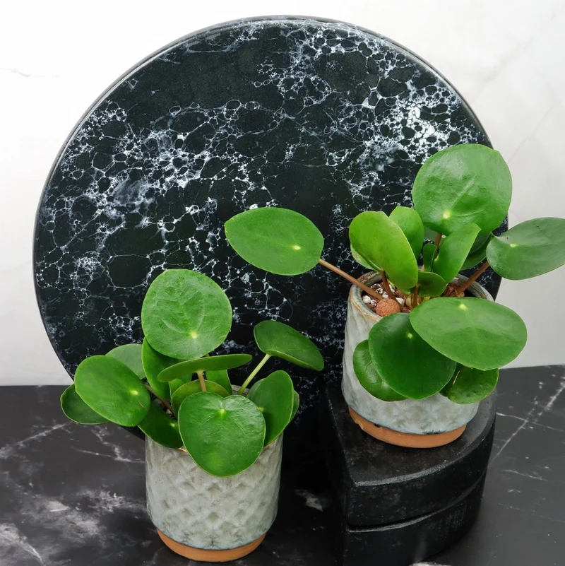 PEPEROMIA PILEA
