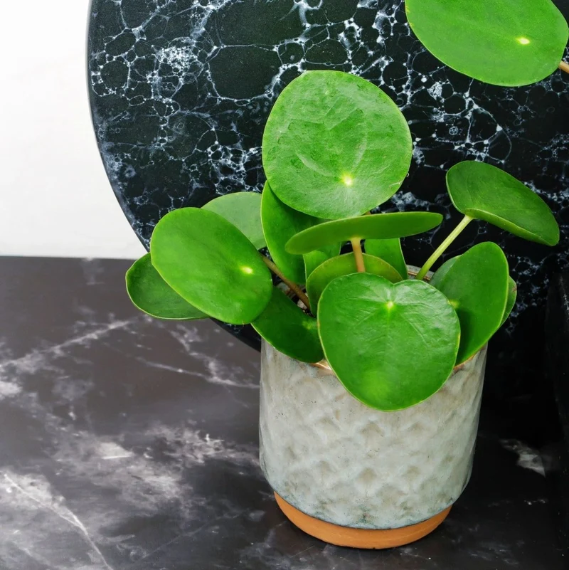 PEPEROMIA PILEA
