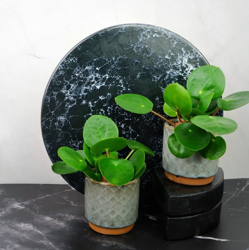 PEPEROMIA PILEA