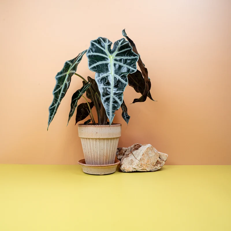 ALOCASIA AMAZONICA