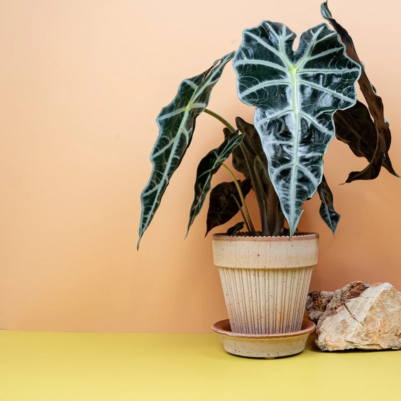 ALOCASIA AMAZONICA